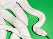 Deftones – Private Music | Album Review Deftones Private Music