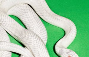 Deftones – Private Music | Album Review Deftones Private Music